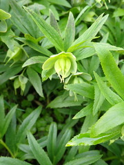 Helleborus dumetorum