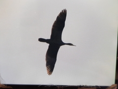 Phalacrocorax carbo sinensis