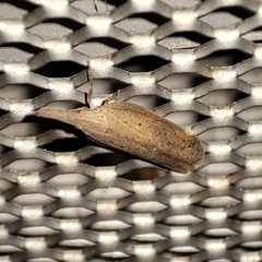 Pyrilla perpusilla