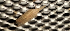 Pyrilla perpusilla