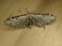 Eupithecia nevadata
