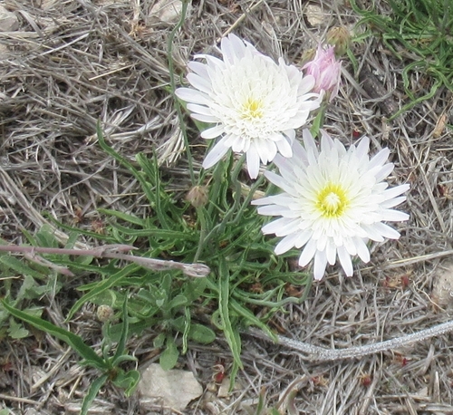White Rock-lettuce