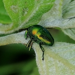 Eurhinus
