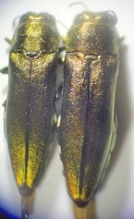 Agrilus sapindi