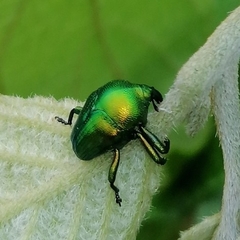Eurhinus