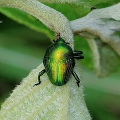 Eurhinus