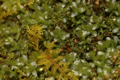 Thuidium recognitum
