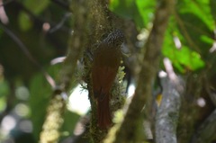 Lepidocolaptes affinis