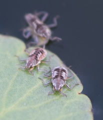 Gerromorpha
