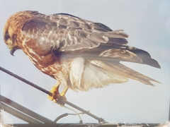 Buteo japonicus