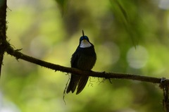 Lampornis castaneoventris