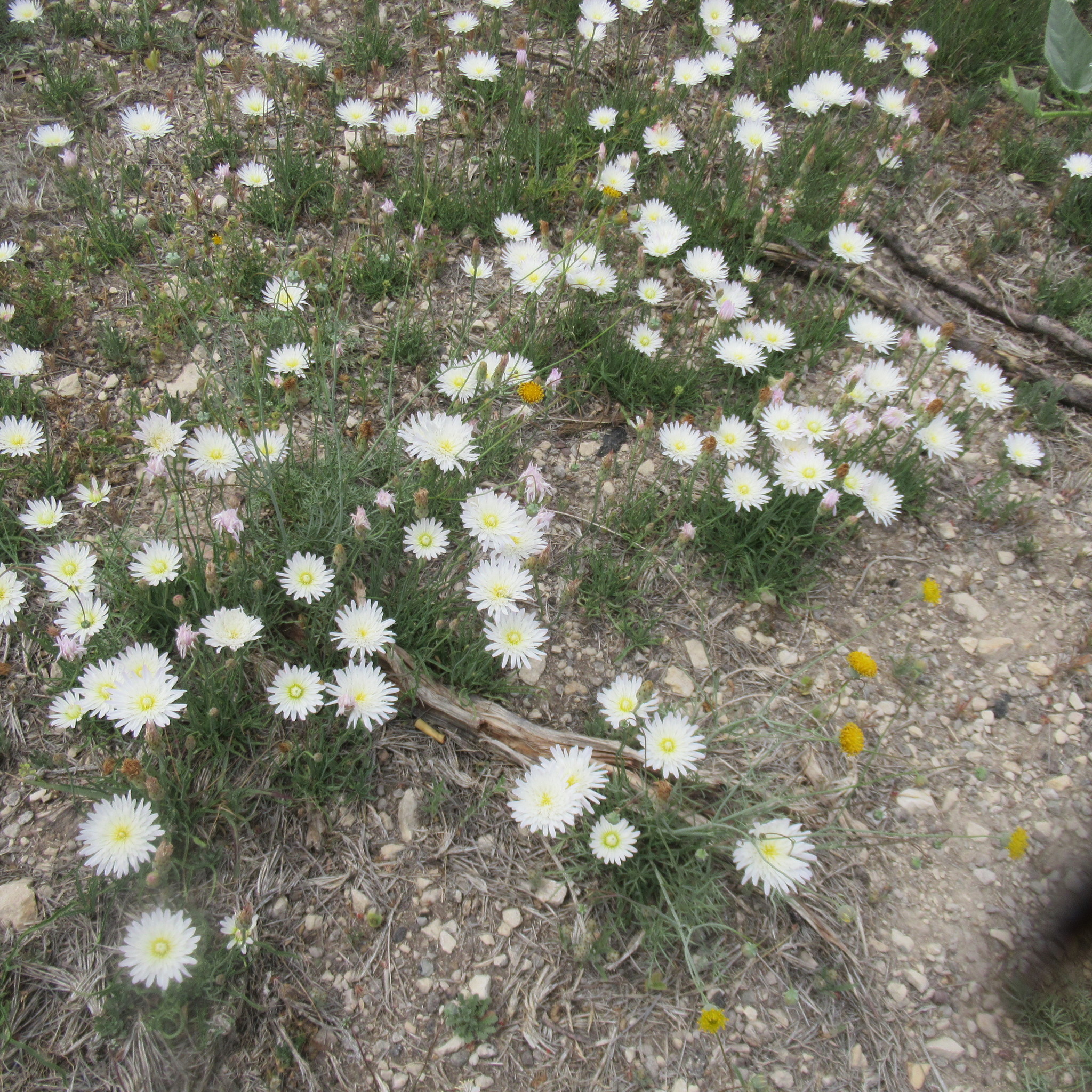 Pinaropappus