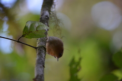 Troglodytes ochraceus
