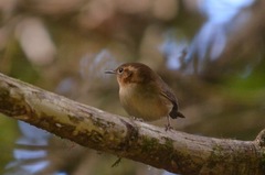 Troglodytes ochraceus