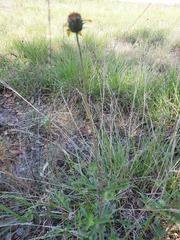 Tetragonotheca texana