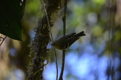 Vireo carmioli