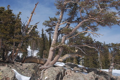Rocky Mountain bristlecone pine