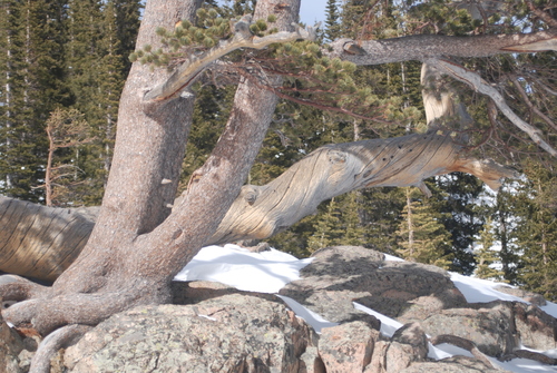 Rocky Mountain bristlecone pine