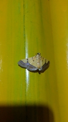 Endocrossis flavibasalis