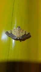 Endocrossis flavibasalis