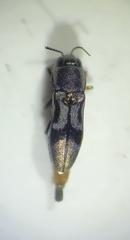 Agrilus lautuellus