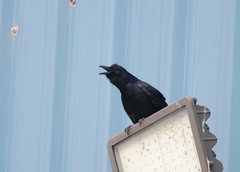 Corvus imparatus