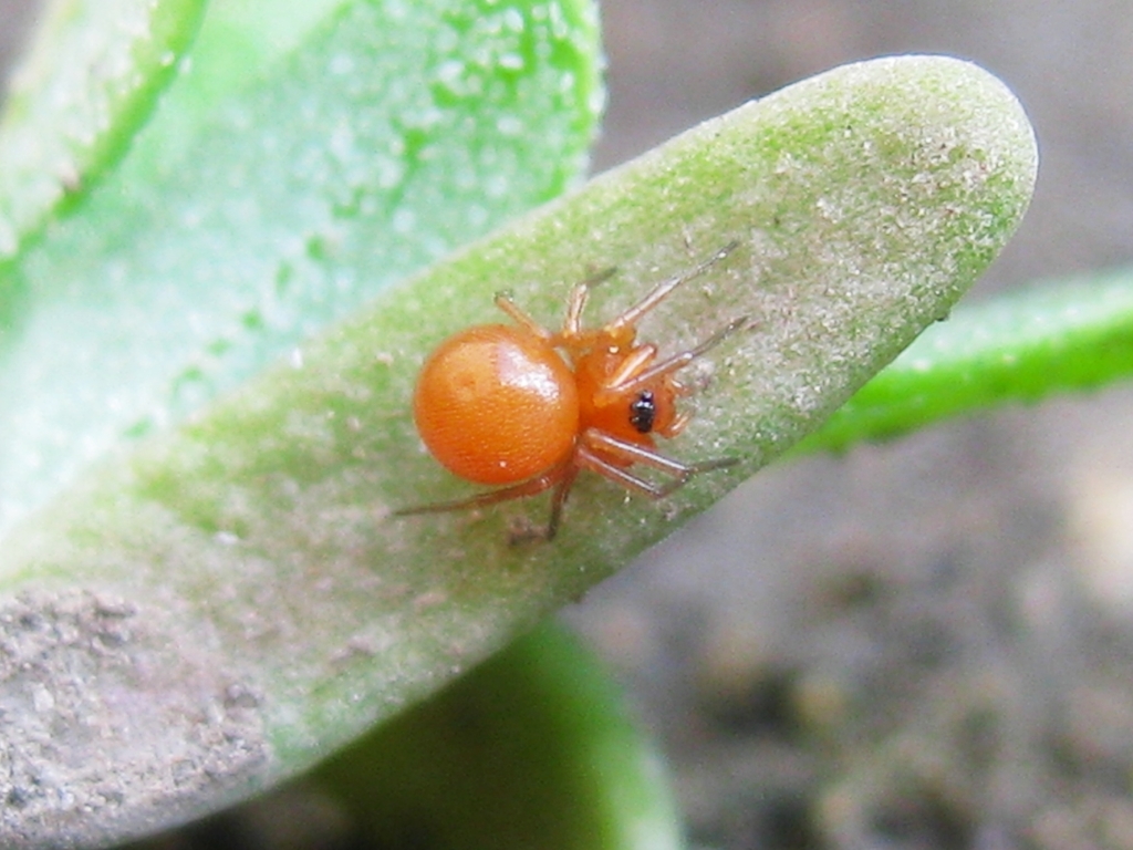 Nematogmus sanguinolentus