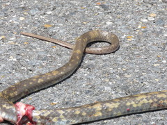 Coluber constrictor etheridgei