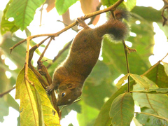 Sciurus pucheranii