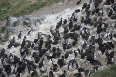 Leucocarbo chalconotus