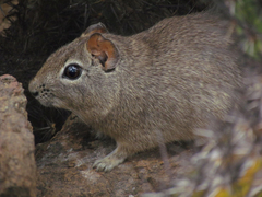 Galea spixii