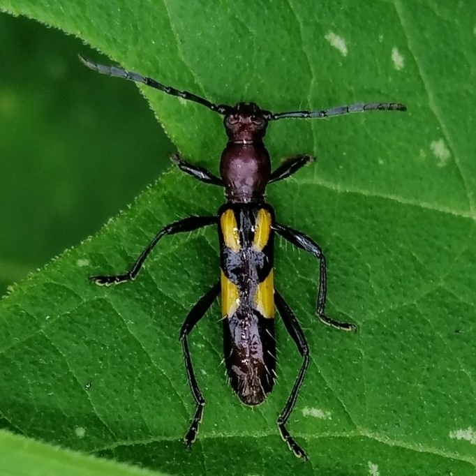 Stenygra cosmocera