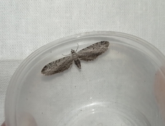 Eupithecia innotata