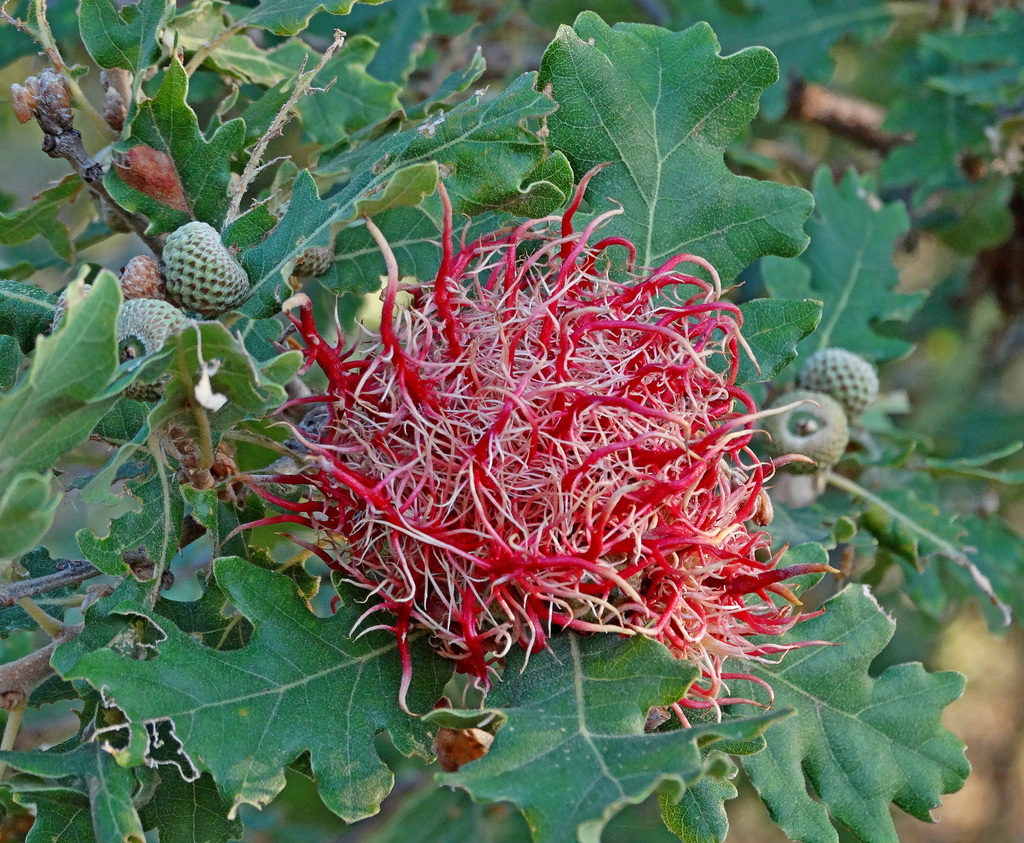 Andricus caputmedusae