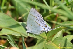 Hypolycaena philippus