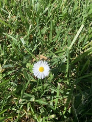 Bellis perennis