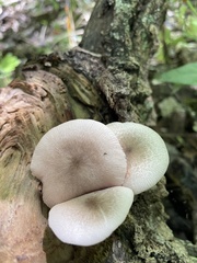 Pluteus pellitus
