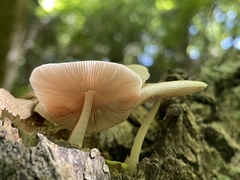 Pluteus pellitus