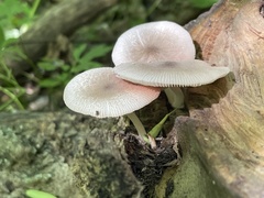 Pluteus pellitus