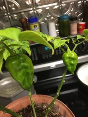 Piperales