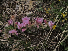 Chamaecytisus purpureus