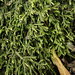 Wry-leaved Tamarisk-Moss - Photo (c) Stefan Gey, some rights reserved (CC BY-NC), uploaded by Stefan Gey