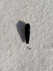 Agrilus prionurus
