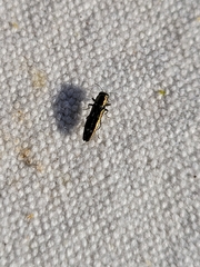 Agrilus egeniformis