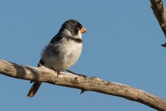 Sporophila albogularis