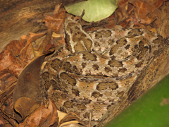 Bothrops erythromelas