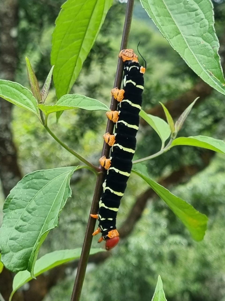 Sphingidae image