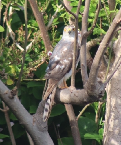 African Goshawk