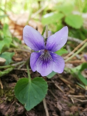 Viola × bavarica