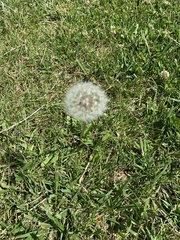Taraxacum